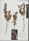 Foto von Salix pedicellaris Pursh